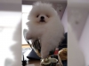 ###enerjik teacup pomeranian kpek yavrusu###