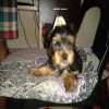 erkek bebebek yorkshire terrier