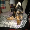 erkek bebebek yorkshire terrier