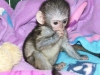 Erkek capuchin maymunu   rahmetli kzmn yakn zamanda bir
