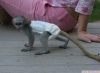 Erkek / dii bebekleri elle besledik capuchin maymunlar mev