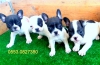 Erkek dii french bulldog yavrular izmir