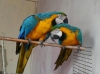 Erkek mavi ve altn macaws, cockertoo ve kafes