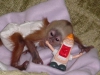 Erkek ve dii beyaz yzl capuchin maymunlar