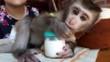Erkek ve dii capuchin maymunlar mevcuttur