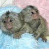 Erkek ve dii marmoset maymunlar... +97339987365