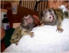 Erkek ve dii marmoset maymunlar... +97339987365