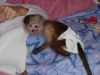Erkek ve dii sevimli capuchin maymunu