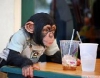 Erkek ve kadın bebek şempanze monkeys benimseme için
