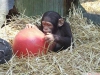 Erkek ve kadın bebek şempanze monkeys benimseme için