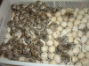 Etlik-yumurtalk civciv ve kulukalk yumurta eitleri