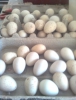 Etlik-yumurtalk civciv ve kulukalk yumurta eitleri