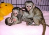 Ev eitimli beyaz bebek yz capuchin maymun ev eitimli beya