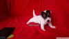 Ev ortamndan jack russell terrier yavrusu sahibinden