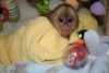 Ev ve bahe eitimli sevgi dolu capuchin maymun