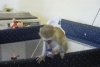 Evcil capuchin maymunlar mevcut