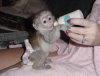 Evcil hayvan sevenler iin mevcut olan capuchin maymunu
