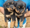 Evcil hayvan severler iin erkek ve dii rottweiler yavrular