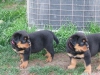 Evcil hayvan severler iin erkek ve dii rottweiler yavrular