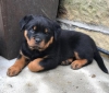 Evcil hayvan severler iin erkek ve dii rottweiler yavrular