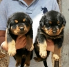 Evcil hayvan severler iin erkek ve dii rottweiler yavrular