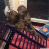 Evcilletirilmi marmoset maymunlar