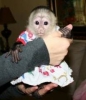 Evde eitilmi beyaz bebek yz capuchin maymunlar