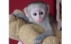Evde eitimli baby capuchin maymunlar