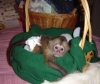 Evde eitimli beyaz bebek yz capuchin maymunu evde eitimli