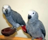 Evde yetistirilen asilanmis afrika gri papaganlari55