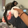 Evde yetitirilen bebek marmoset maymunlar