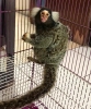 Evde yetitirilmi bebek marmoset maymunlar