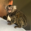 Evde yetitirilmi bebek marmoset maymunlar