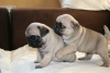 Eviniz iin soyaac ile sevimli pug yavrusu