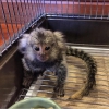 Evlat edinilmek zere parmak bebek marmoset maymunlar