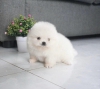 Evlat edinilmek zere pomeranian puppies 28489