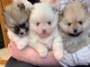 Evlat edinilmek zere pomeranian puppies 41088