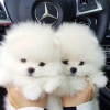 Evlat edinilmek zere pomeranian puppies 14306