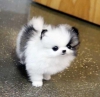 Evlat edinilmek zere pomeranian puppies 24895