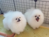 Evlat edinilmek zere pomeranian puppies 15086