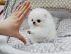 Evlat edinilmek zere pomeranian puppies 14630