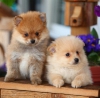 Evlat edinilmek zere pomeranian puppies 33794