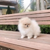 Evlat edinilmek zere pomeranian puppies 23498