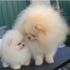 Evlat edinilmek zere pomeranian puppies 47332