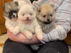 Evlat edinilmek zere pomeranian puppies 12222