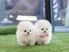 Evlat edinilmek zere pomeranian puppies 28945