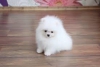 Evlat edinilmek zere pomeranian puppies 36596