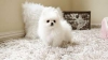 Evlat edinilmek zere pomeranian puppies 31725