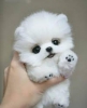 Evlat edinilmek zere pomeranian puppies 30897