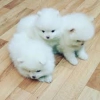 Evlat edinilmek zere pomeranian puppies 12633